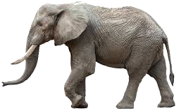 Elefante