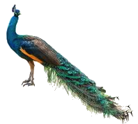 Feather Weight of a Peacock