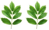 Two Groups of 7 Leaves